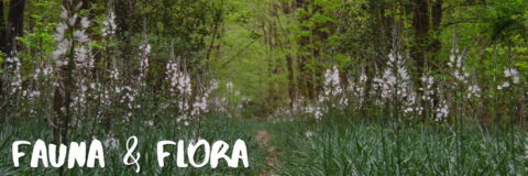 Fauna and Flora in the Mervent-Vouvant Forest Vendee