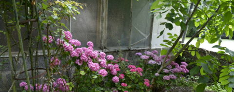 Hydrangeas