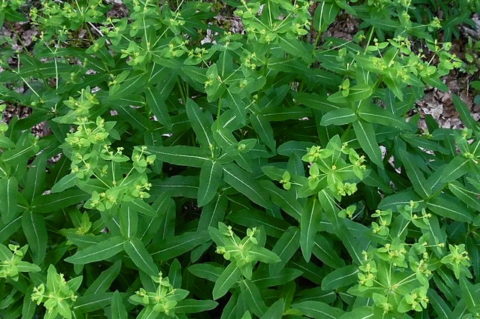 Irish Spurge Mervent Forest