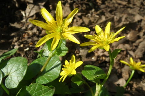 Lesser Celandine Vendee