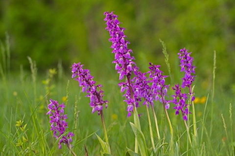 male orchis is a type of wild orchid