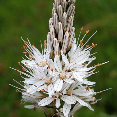 White asphodel