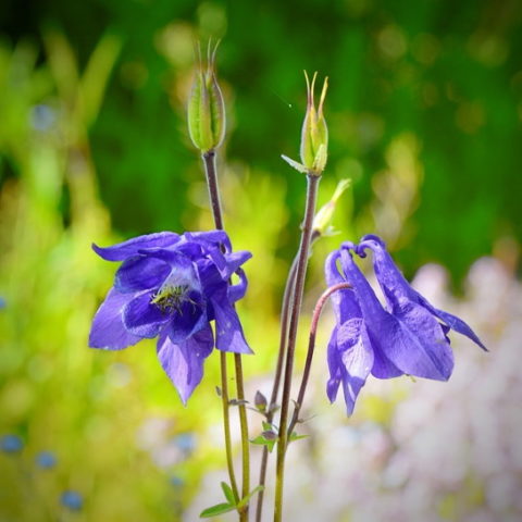 wild columbine