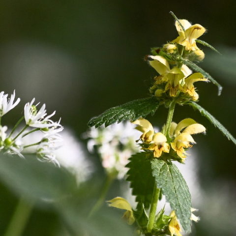 dead-nettle-wild-garlic are edible flowers
