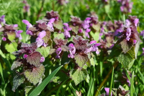 purple dead-nettle is edible