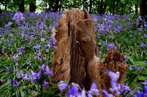 wild hyacinth or bluebells