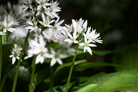 wild garlic is great in pesto, garlic butter, and soup