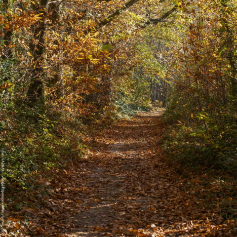 Autumn walk Rocher du Cheffois