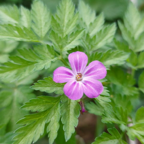 Geranium robertianum in the vendee