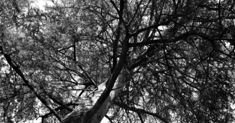 Trees at the gravesite of Georges Clemenceau