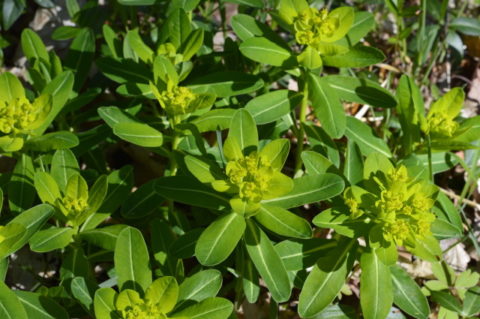 Irish Spurge Mervent Forest