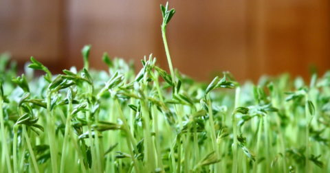 lentil plants