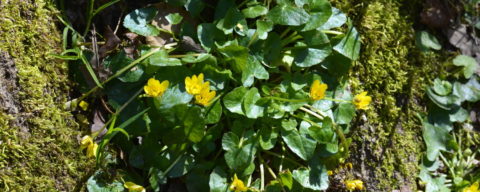 Lesser celandine wildflowers in the Mervent forest in the Vendée