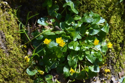Lesser Celandine in the Vendee
