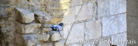 Maillezais pigeon