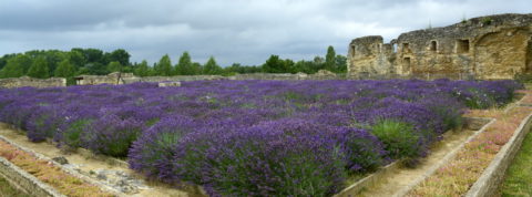 Lavender field at Maillezais Abbey in the Vendee