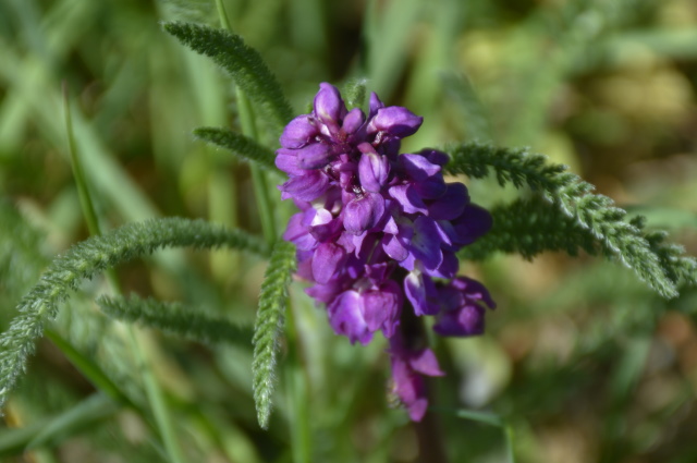 male orchis in the vendee