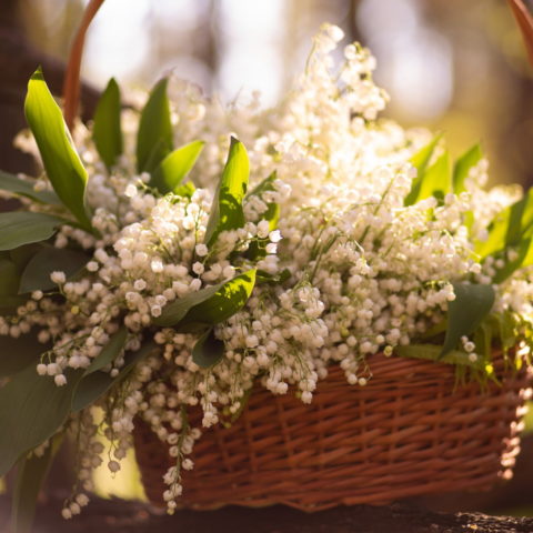 May 1 lily-of-the-valley