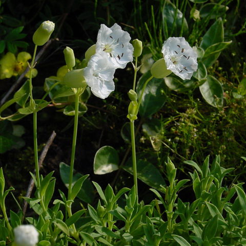 protected wildflowers vendee