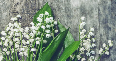 lily-of-the-valley