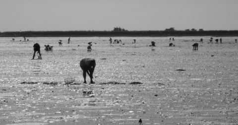 peche a pied hand gathering footfishing vendee