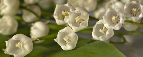 lily-of-the-valley or muguets in French