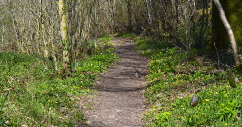 Printemps au Massif Forestier de Mervent-Vouvant en Vendee