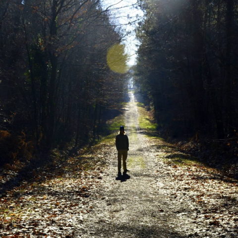 Winter walks through Mervent Forest in Vendee