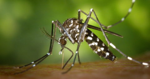 tiger mosquitos in the vendee