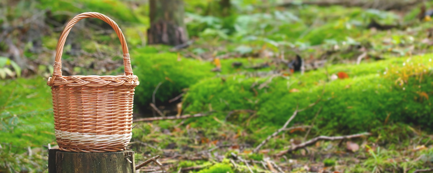 safe and sustainable mushroom foraging