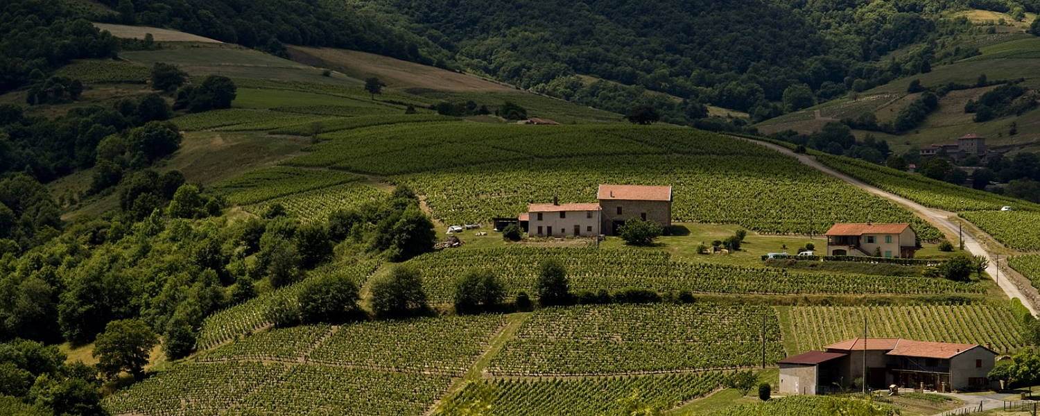 Beaujolais region in France