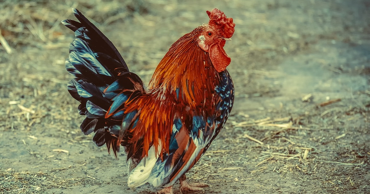 avian flu vendee
