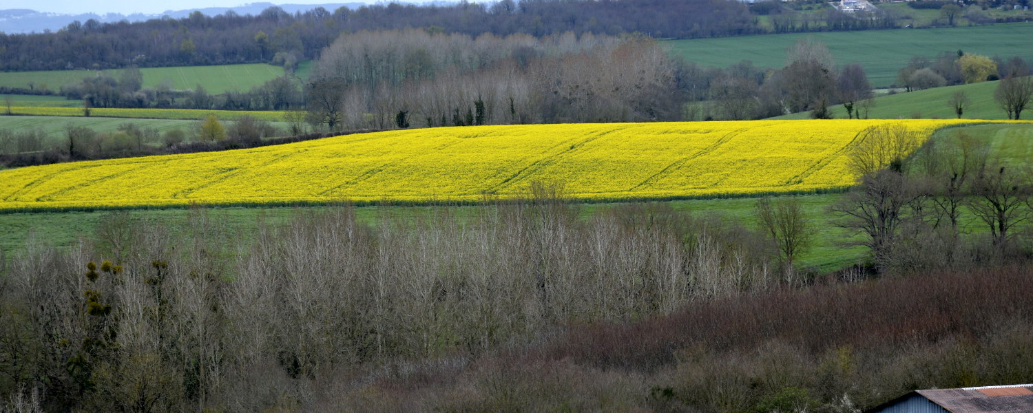 What is colza or rapeseed