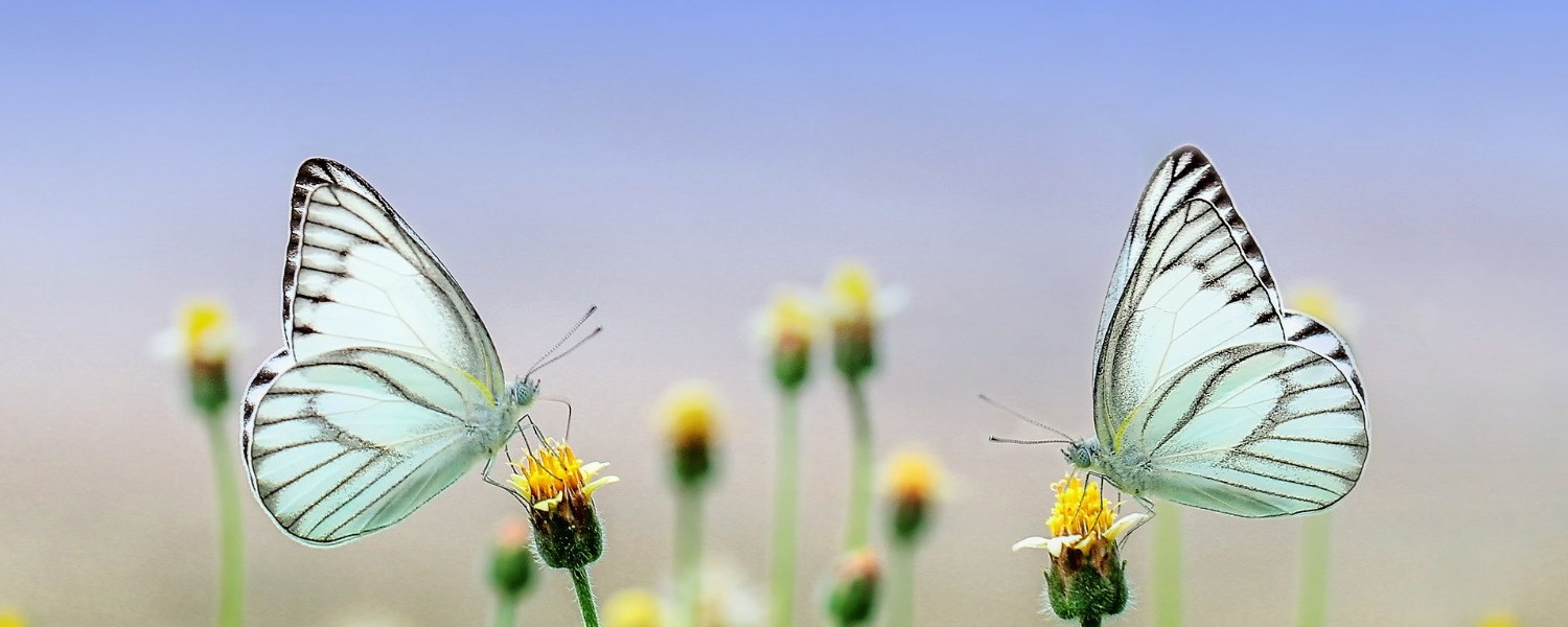 best nature reserves vendee